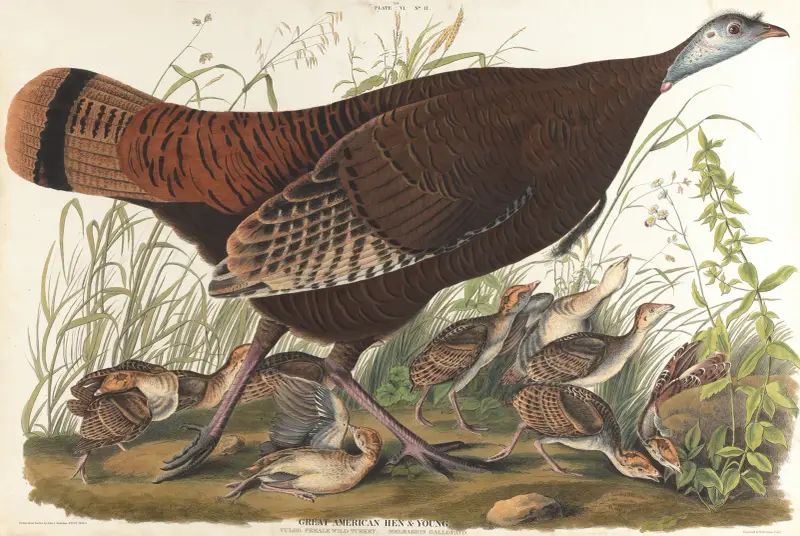 Velká americká kvočna a mláďata, John James Audubon