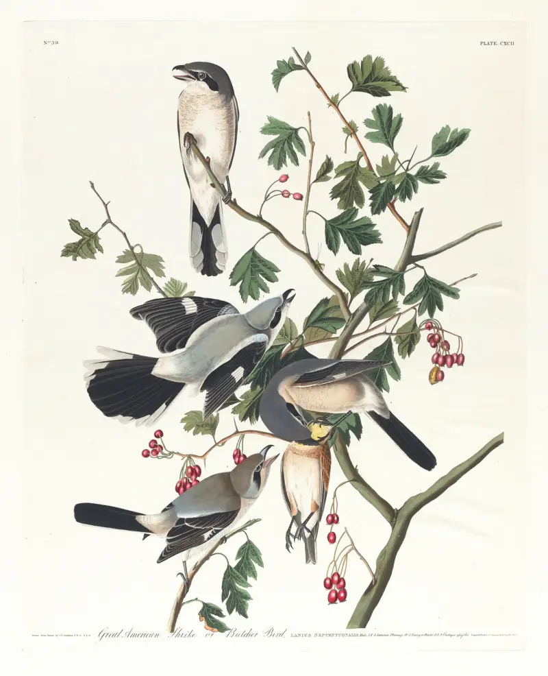 Amerikansk törnskata eller slaktarfågel av John James Audubon