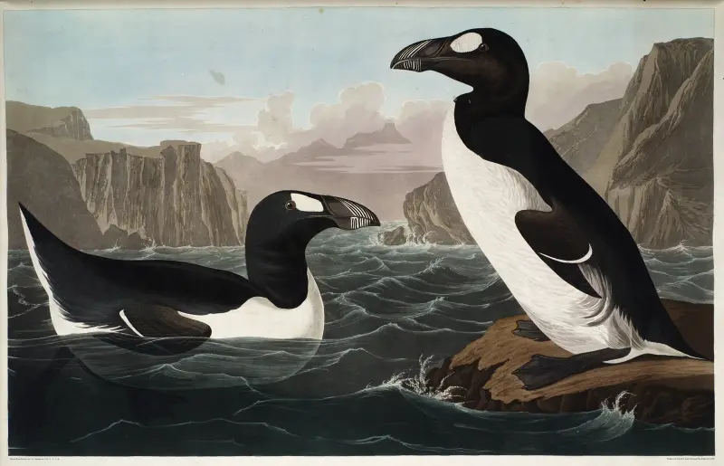 Great Auk, 1827 – nr 2 av John James Audubon