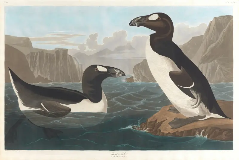 Great auk, 1827 – nr 1 av John James Audubon