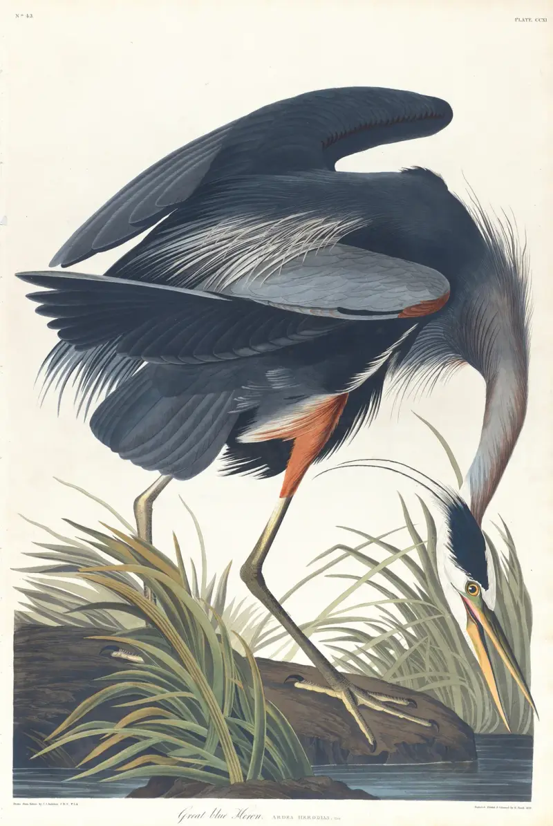 Großer Blauhaiher von John James Audubon