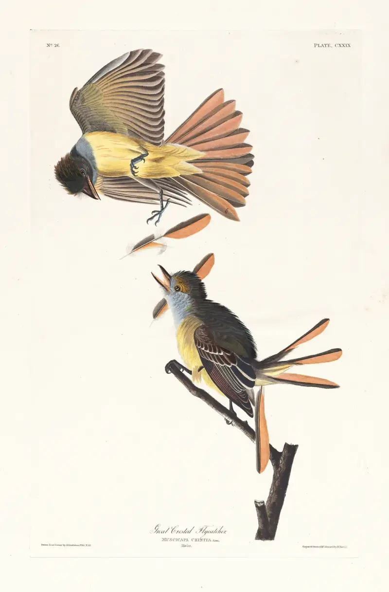 Großer Schopftyrann von John James Audubon