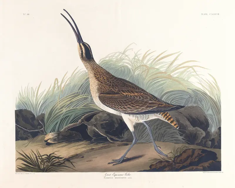 Duży kulik eskimoski, John James Audubon