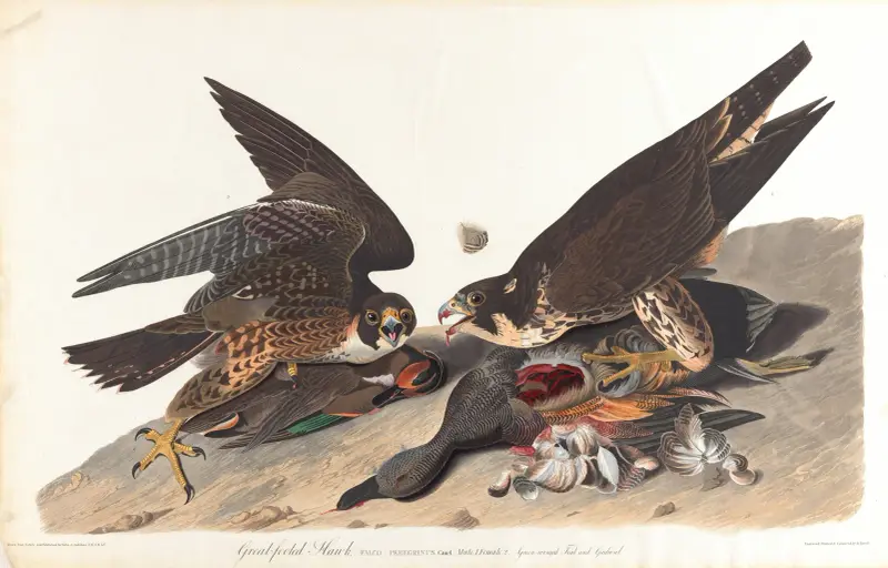 Großfußiger Habicht, 1827 – Nr. 2 von John James Audubon