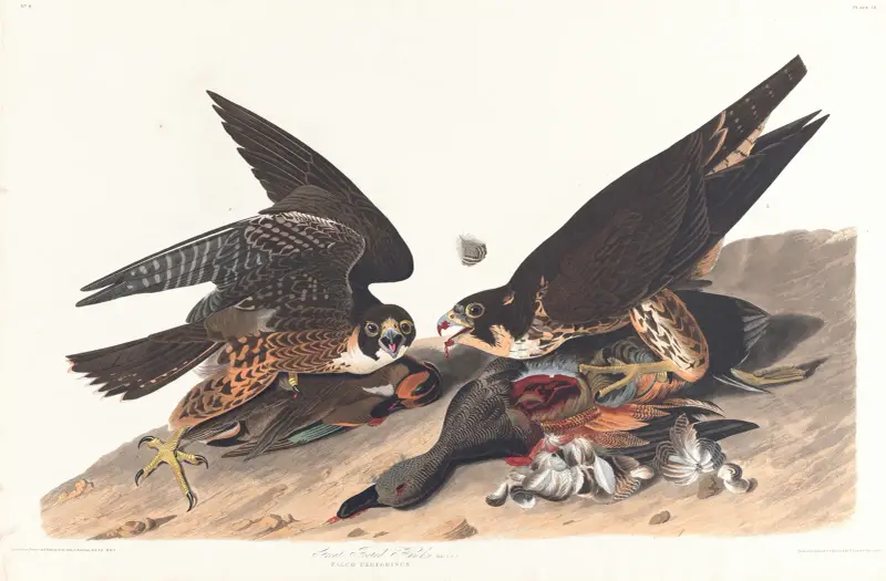Great footed hawk, 1827 – nr 1 av John James Audubon
