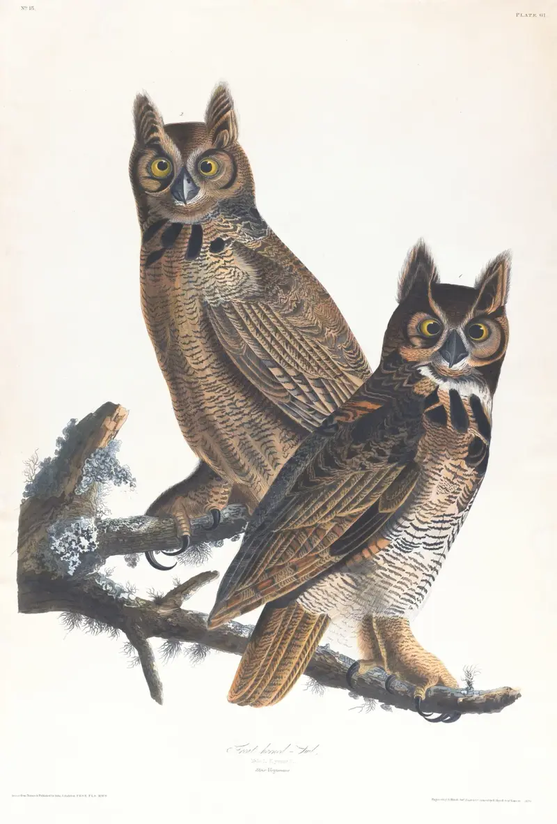 Great horned-owl av John James Audubon