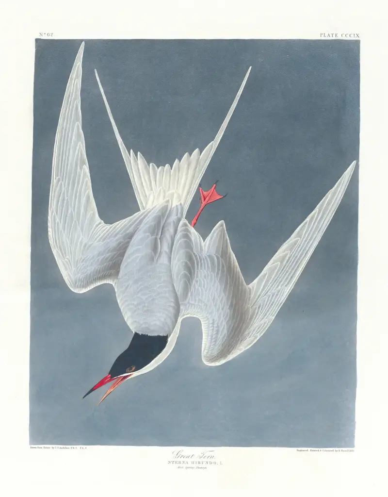 Större tärna av John James Audubon