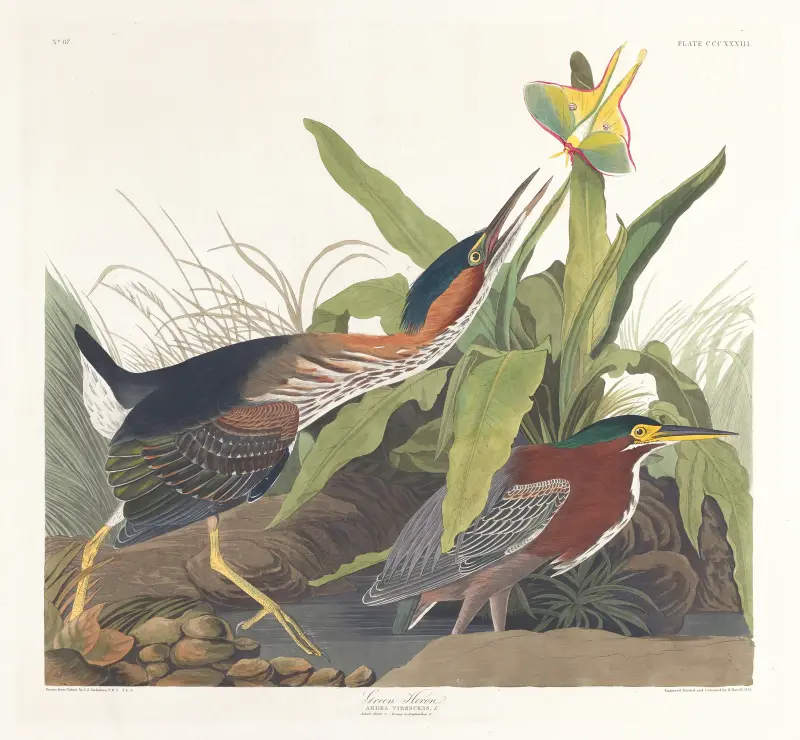Green heron von John James Audubon