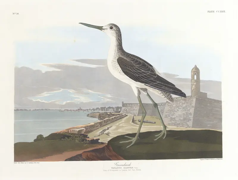 Greenshank av John James Audubon