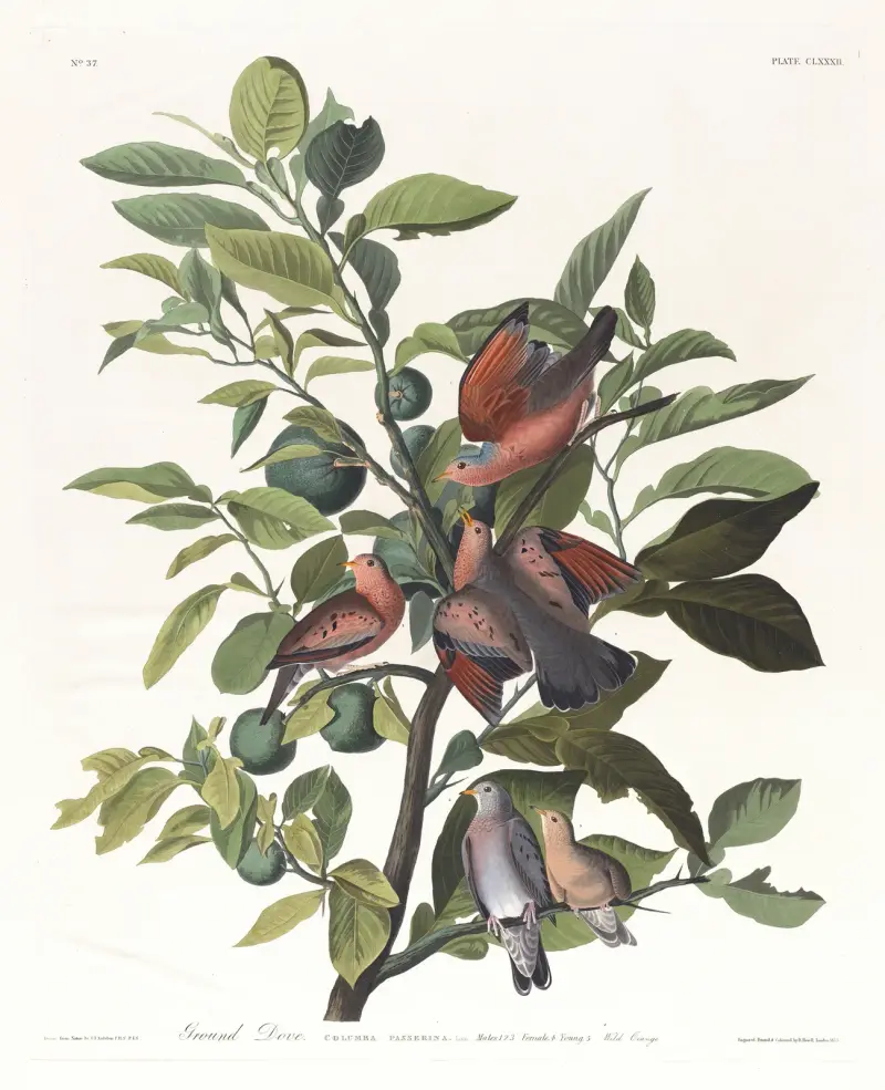 Ground dove von John James Audubon