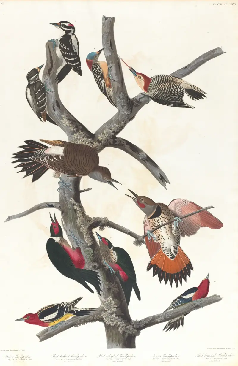 Hackspettar av John James Audubon