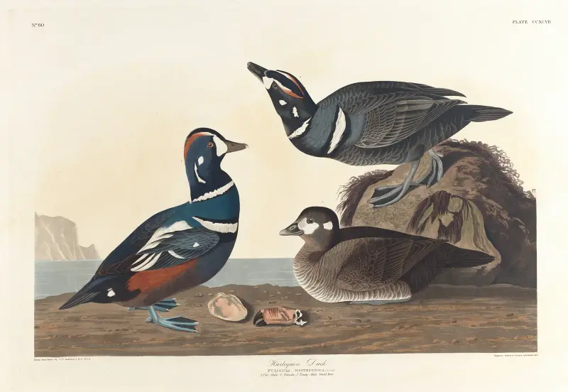 Maska morska, John James Audubon