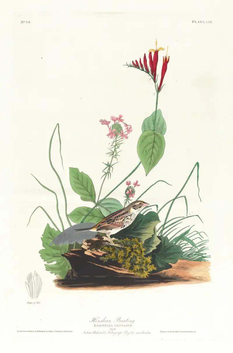 Henslow’s bunting av John James Audubon