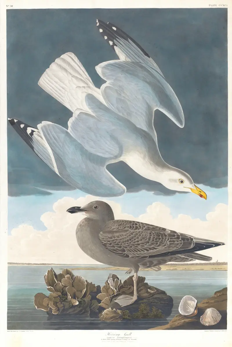 Silbermöwe von John James Audubon