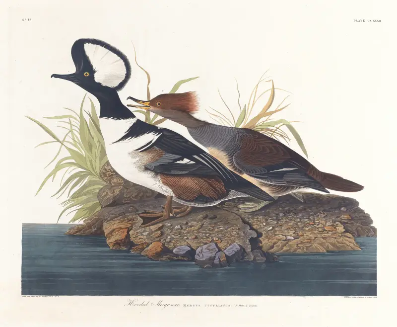 Hooded merganser av John James Audubon
