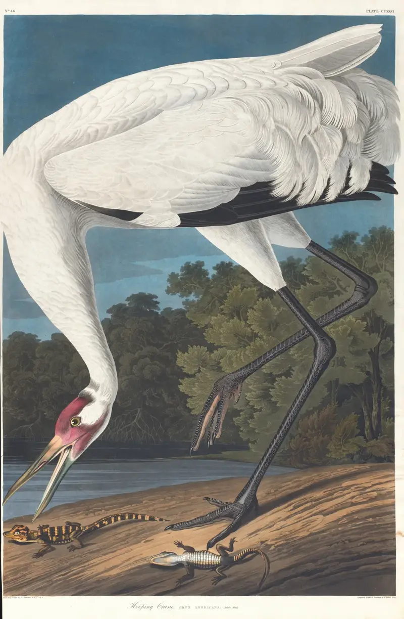 Kranich mit ausgebreiteten Flügeln von John James Audubon