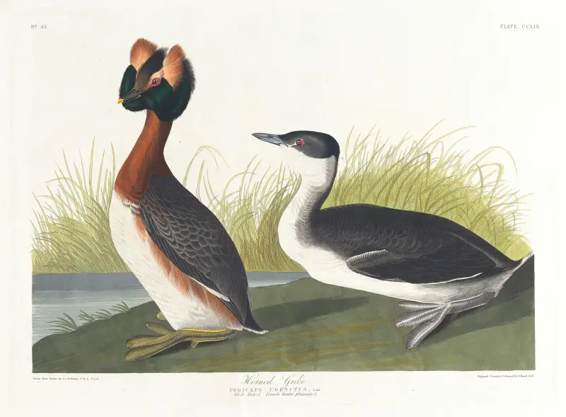 Ohrentaucher von John James Audubon