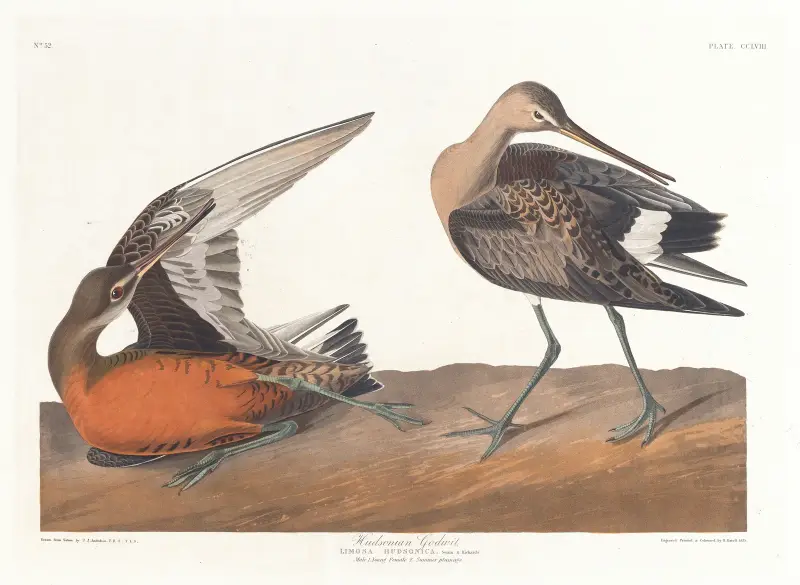 Hudsonspov av John James Audubon