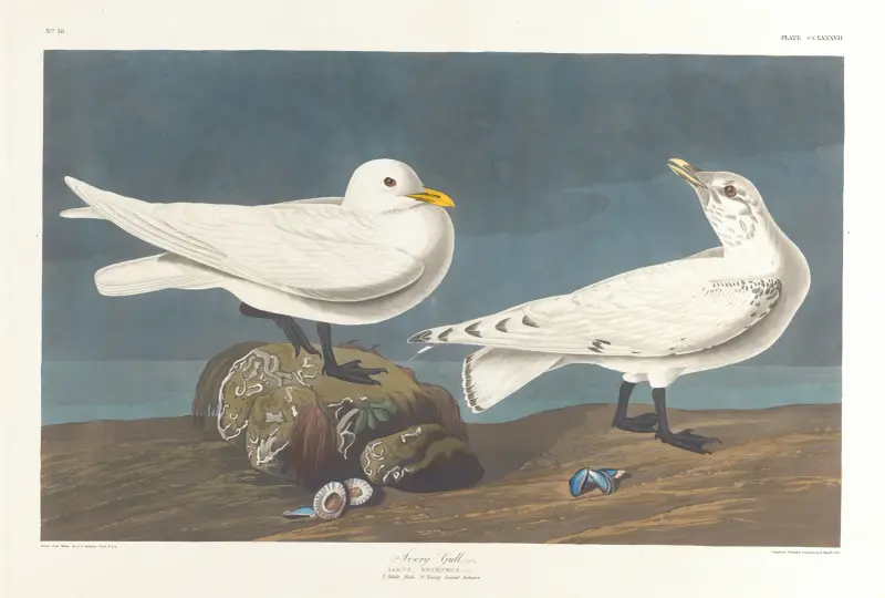 Elfenbeinmöwe von John James Audubon