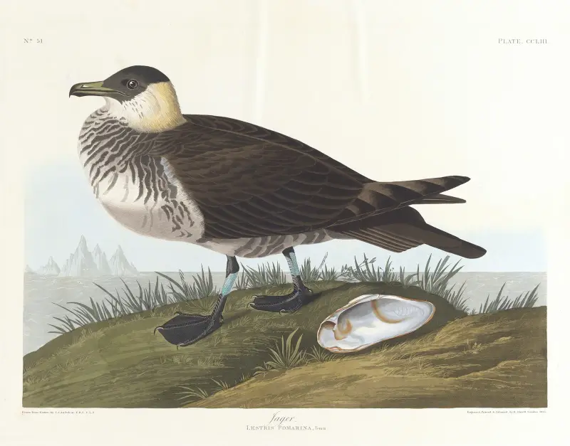 Jager av John James Audubon