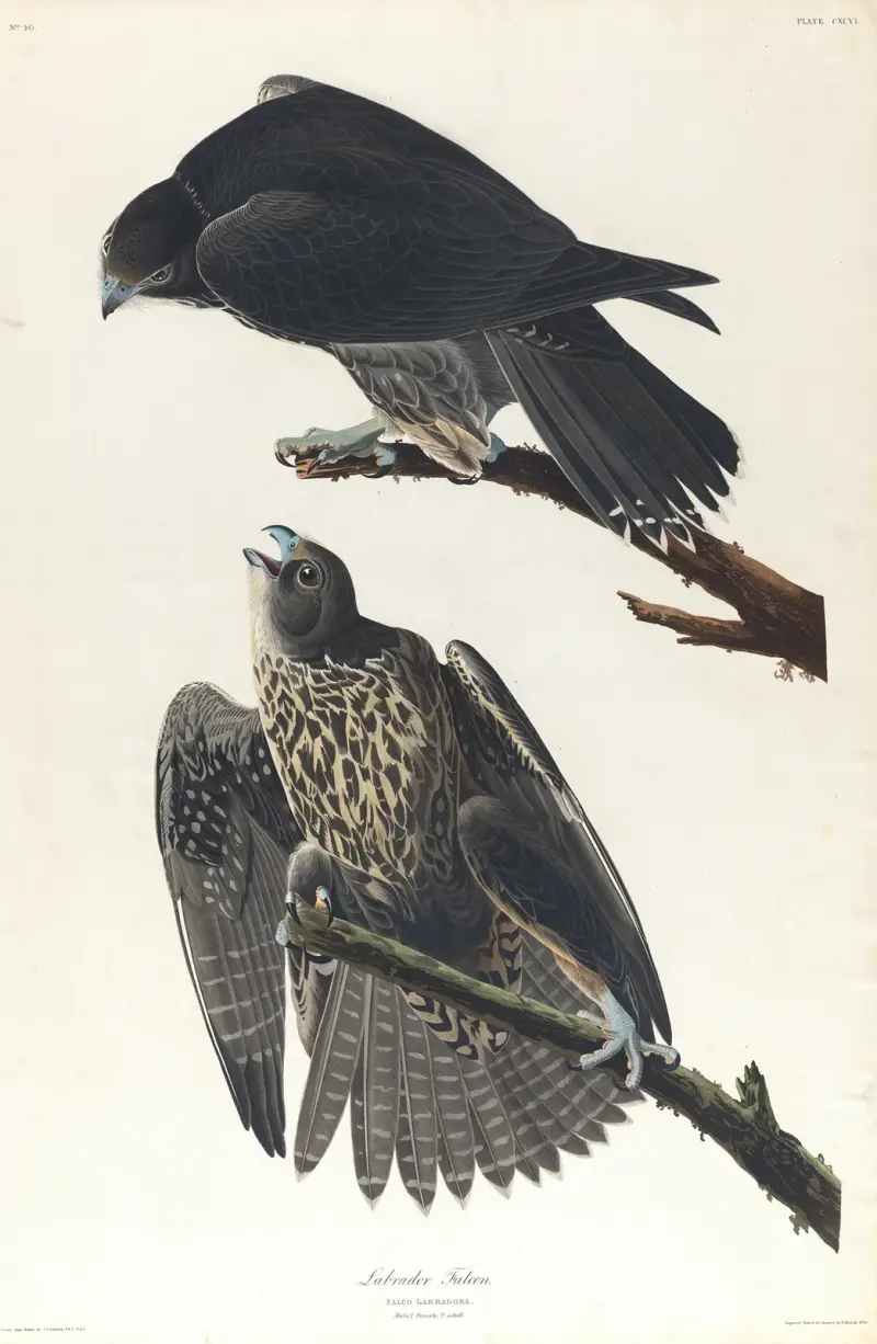 Labrador falcon av John James Audubon