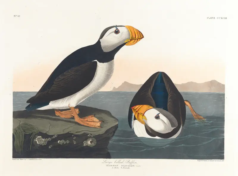 Large-billed puffin von John James Audubon