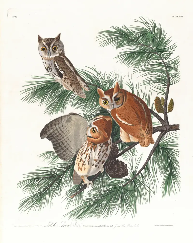 Zwergohreule von John James Audubon