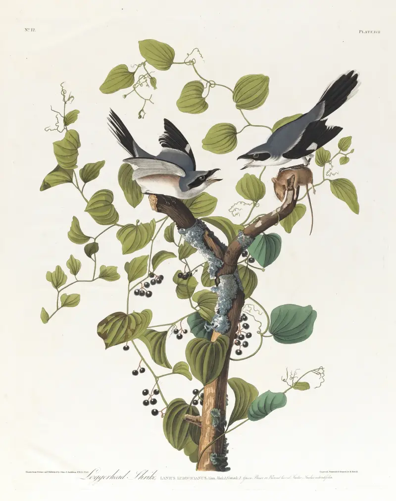 Loggerhead shrike av John James Audubon