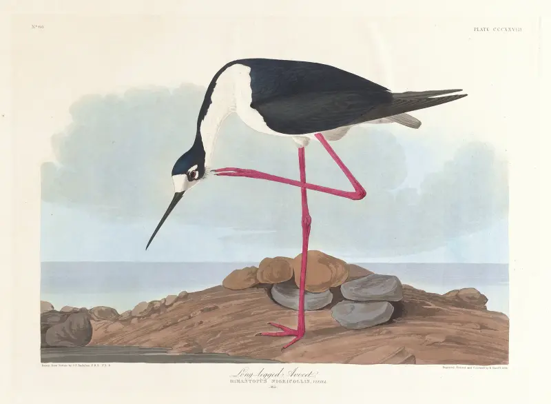 Szczudłak amerykański, John James Audubon