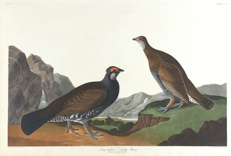 Langschwanz- oder Dunkel-Waldhuhn von John James Audubon