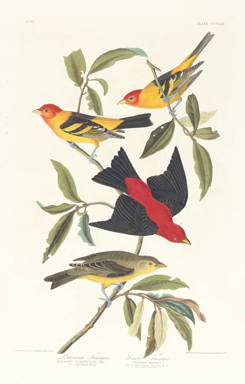 Louisianatangara, scharlakanstangara av John James Audubon