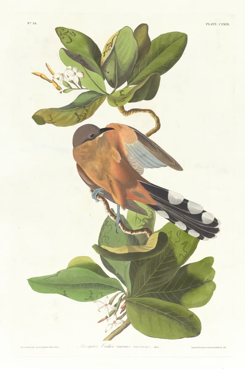 Mangrovekuckuck von John James Audubon