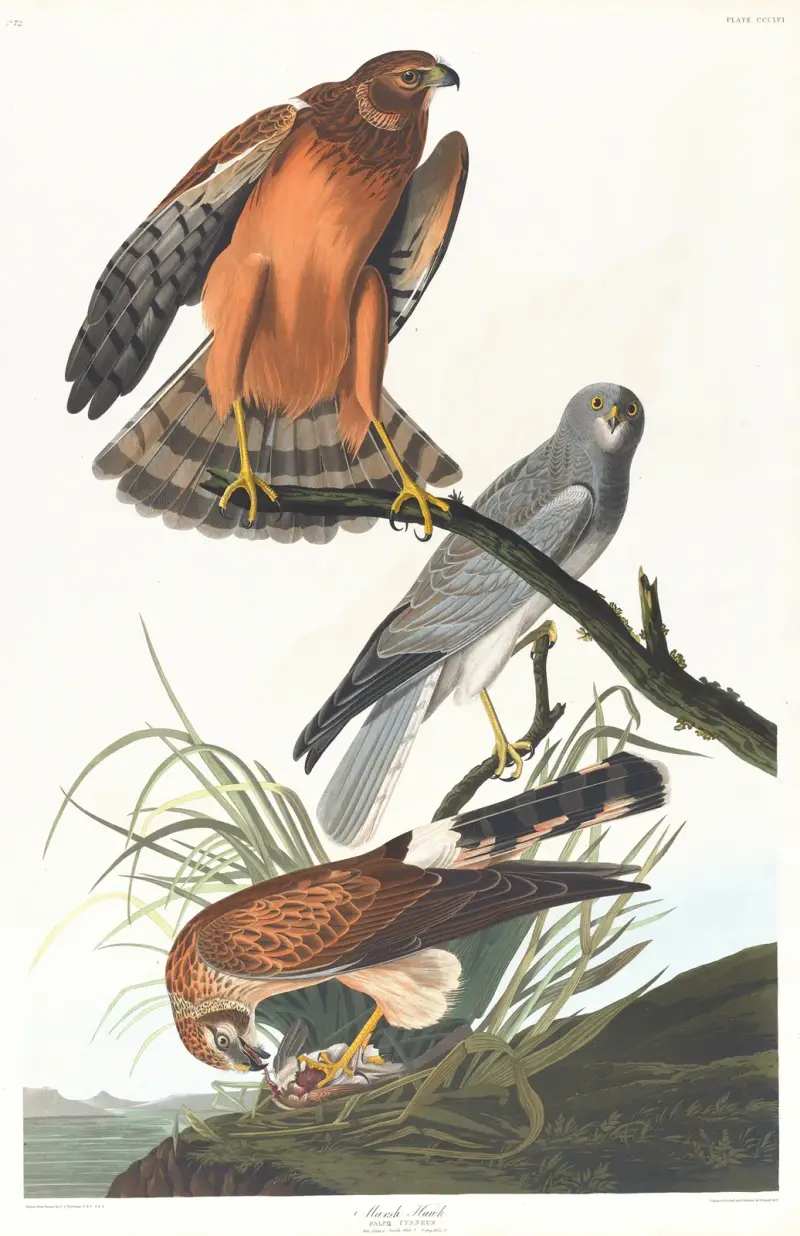 Wiesenweihe von John James Audubon
