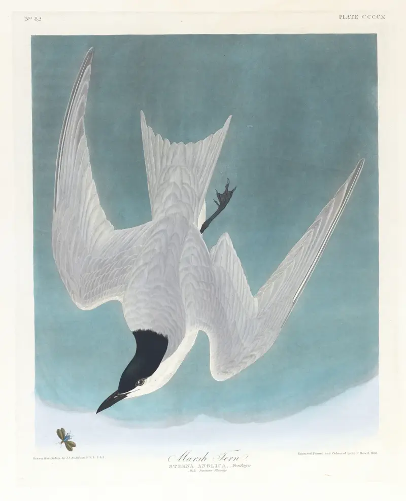 Sumpfseeschwalbe von John James Audubon