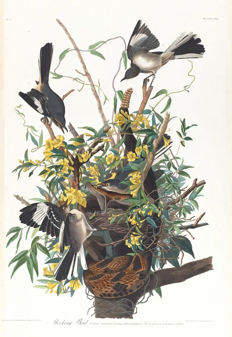 Spottdrossel von John James Audubon