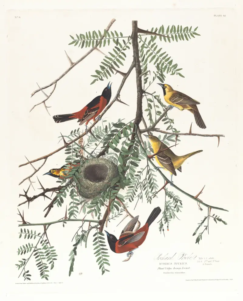 Orchard oriole von John James Audubon