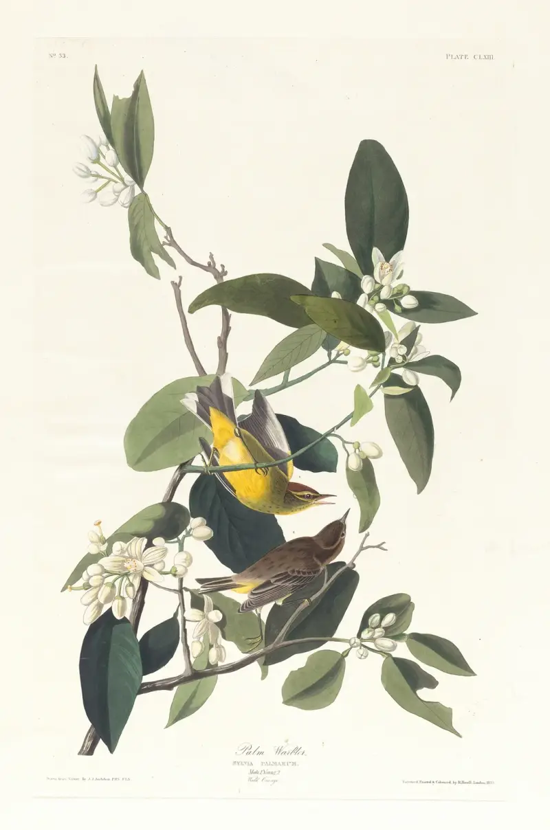 Palm warbler av John James Audubon