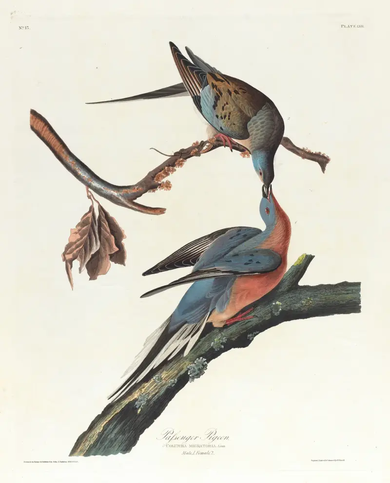 Vandringsduva av John James Audubon