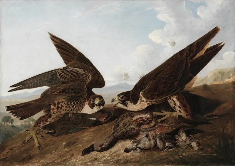 Peregrine Falcons (Duck Hawks) av John James Audubon