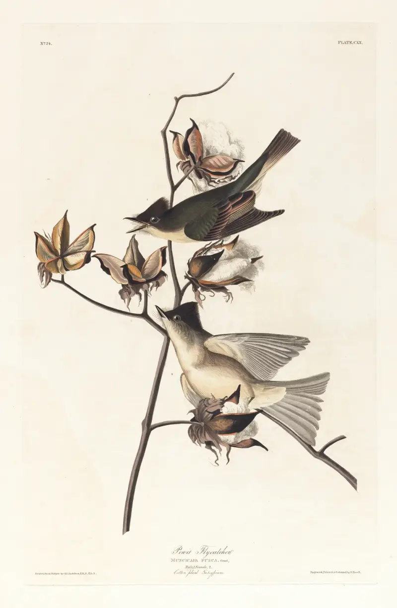 Pewit flycatcher av John James Audubon