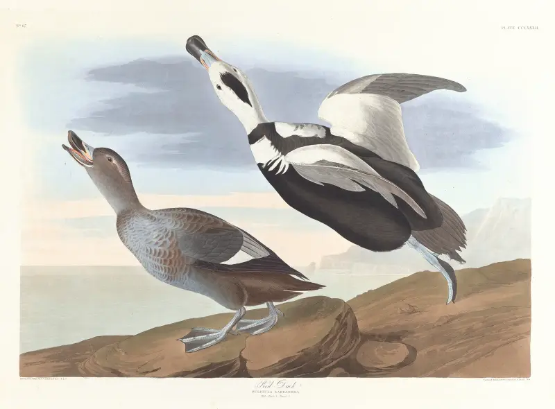 Pied duck, John James Audubon