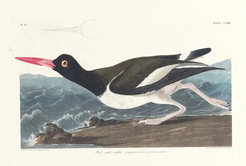 Pied oyster-catcher av John James Audubon