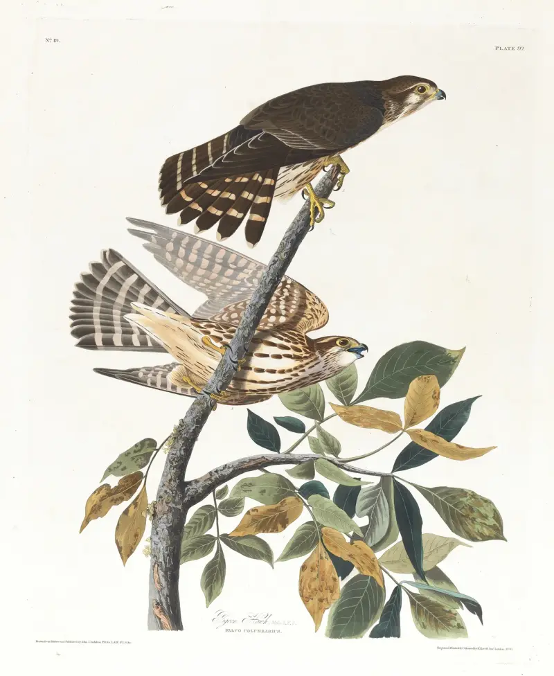 Taubenfalk von John James Audubon