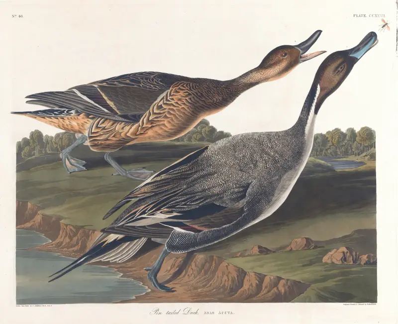 Spießente von John James Audubon