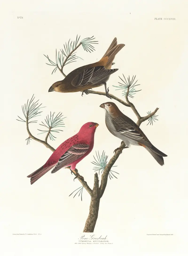 Pine grosbeak av John James Audubon