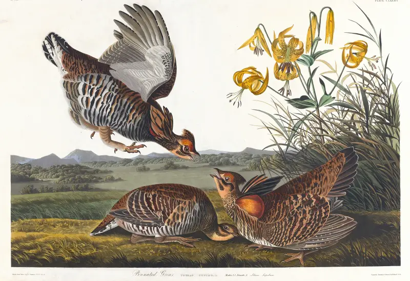Głuszec przylądkowy, John James Audubon