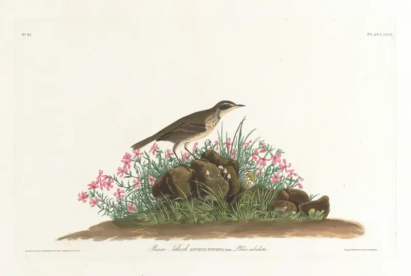 Prairie titlark av John James Audubon
