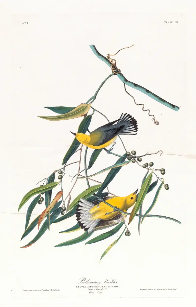 Prothonotary warbler von John James Audubon