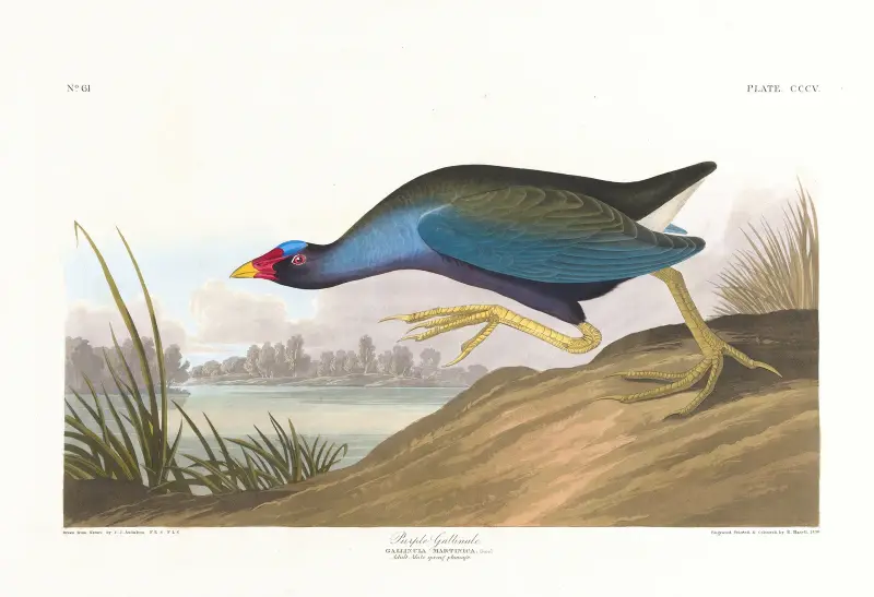 Purpurhuhn von John James Audubon