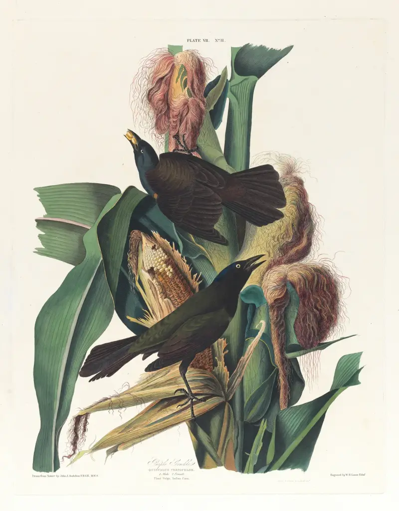 Purpurtaube von John James Audubon